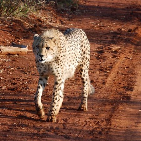 Kgorogoro Lodge Pilanesberg Eksteriør bilde