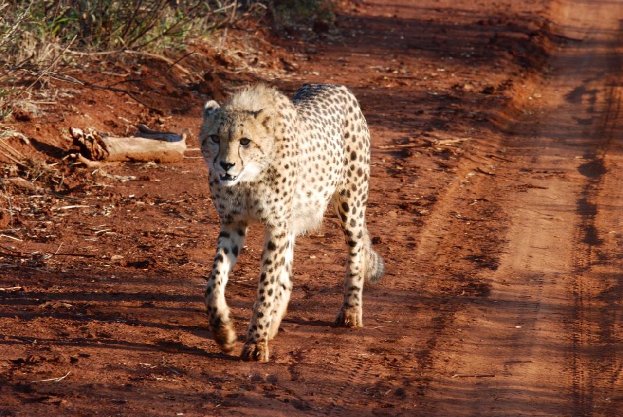 Kgorogoro Lodge Pilanesberg Eksteriør bilde
