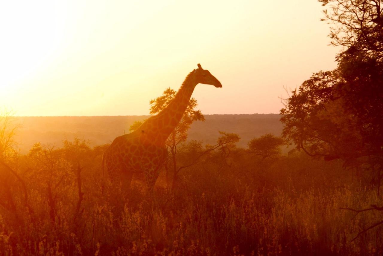 Kgorogoro Lodge Pilanesberg Eksteriør bilde